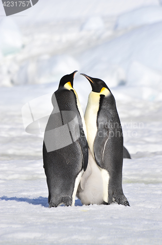 Image of Emperor Penguins with chicks