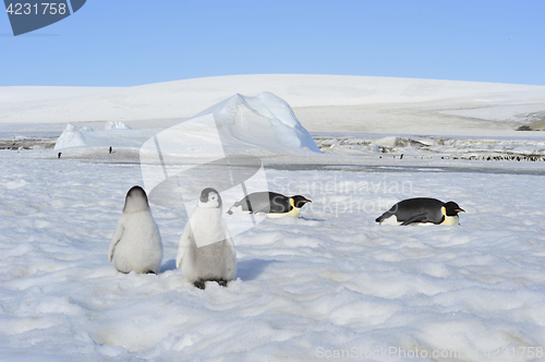 Image of Beautiful view of icebergs Snow Hill Antarctica