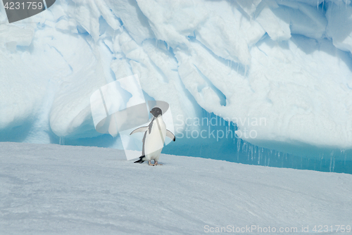 Image of Adelie Penguin on iceberg