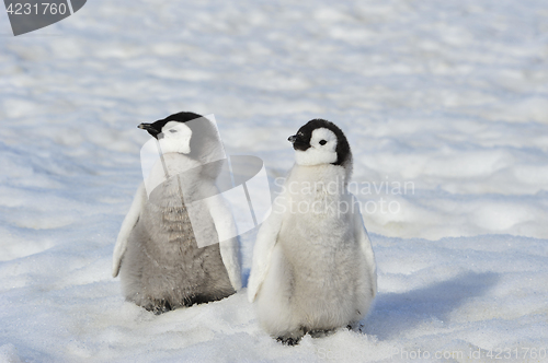 Image of Emperor Penguin chicks in Antarctica