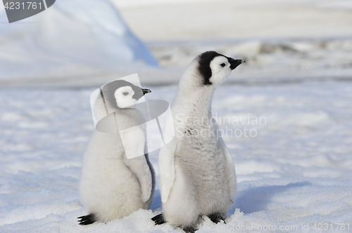 Image of Emperor Penguin chicks in Antarctica