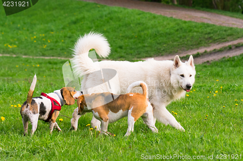 Image of Dogs playing at park