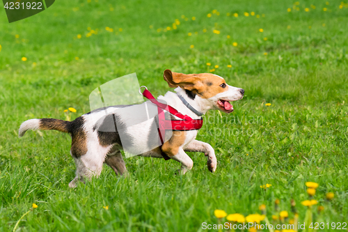 Image of Dogs playing at park