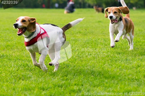 Image of Dogs playing at park