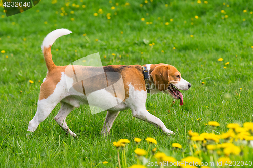 Image of Dogs playing at park