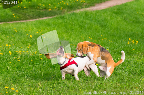 Image of Dogs playing at park