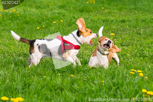 Image of Dogs playing at park