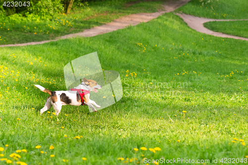 Image of Dogs playing at park