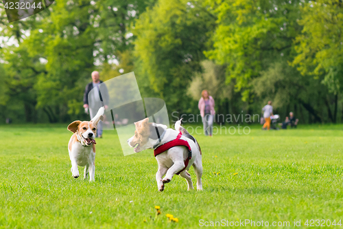 Image of Dogs playing at park