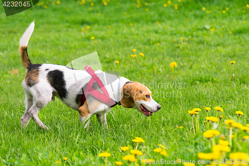 Image of Dogs playing at park