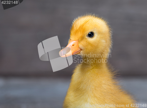 Image of Cute newborn duckling