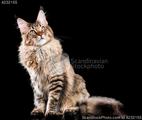 Image of Portrait of Maine Coon cat