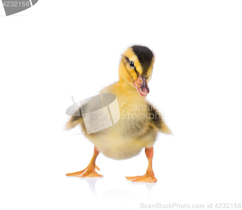 Image of Cute little duckling