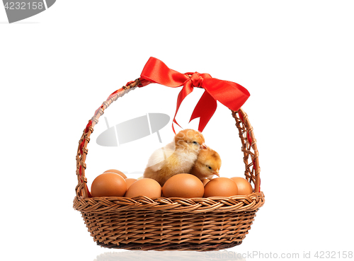 Image of Chickens on eggs inside basket