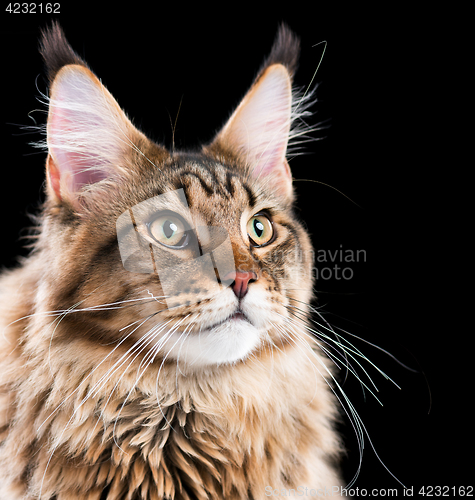 Image of Portrait of Maine Coon cat