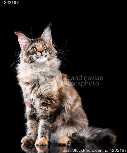 Image of Portrait of Maine Coon cat