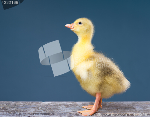 Image of Cute little newborn gosling