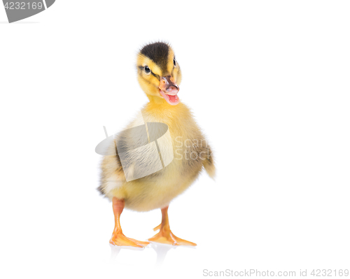 Image of Cute little duckling