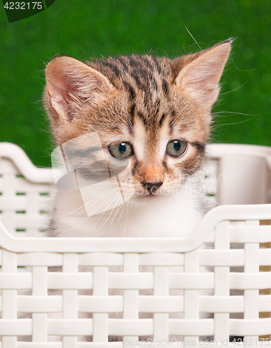 Image of Kitten playing on green grass