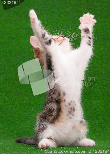 Image of Kitten playing on green grass