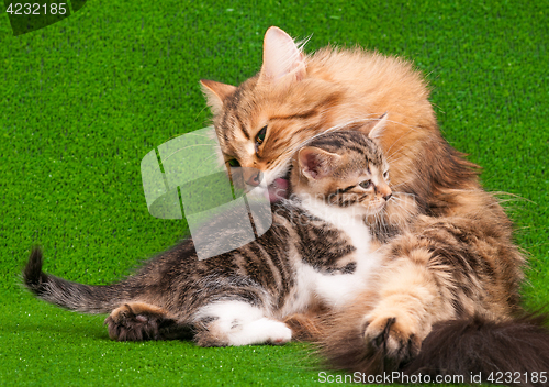 Image of Cat grooming her kitten