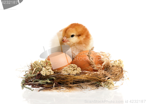 Image of Newborn chicken in nest