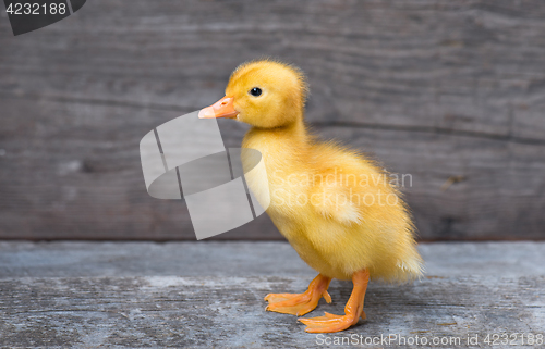 Image of Cute newborn duckling