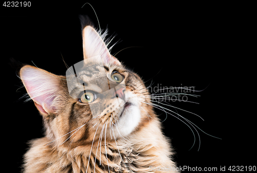 Image of Portrait of Maine Coon cat