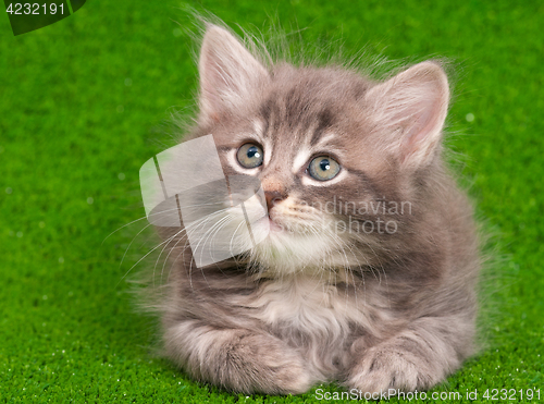 Image of Cute gray kitten