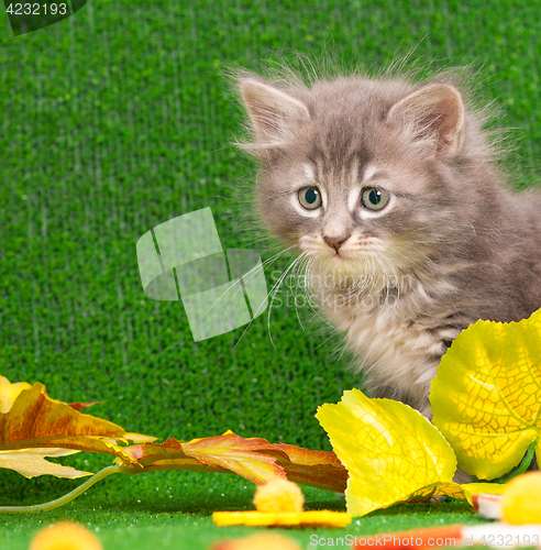 Image of Cute gray kitten