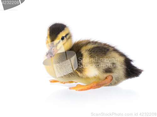 Image of Cute little duckling