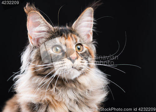 Image of Portrait of Maine Coon kitten