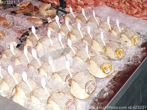 Image of crab