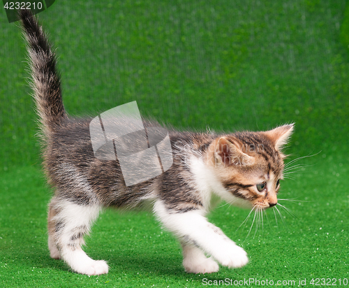 Image of Kitten playing on green grass