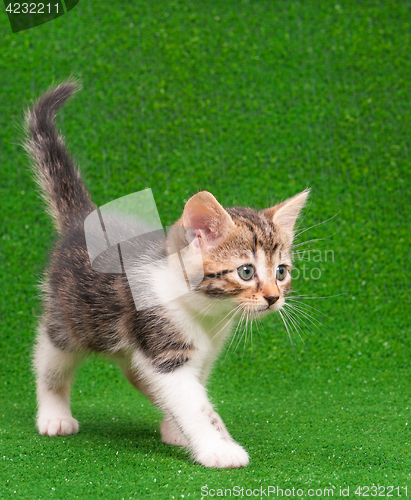 Image of Kitten playing on green grass