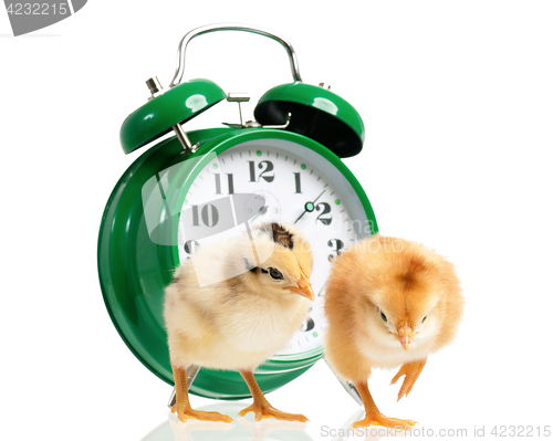 Image of Chickens with clock