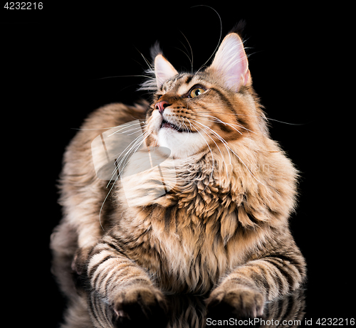 Image of Portrait of Maine Coon cat