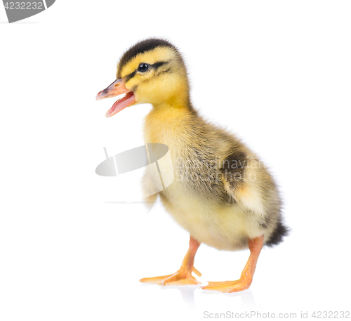 Image of Cute little duckling