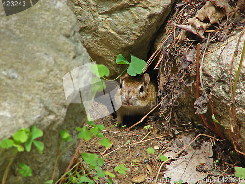 Image of Chipmunk in the garden 2