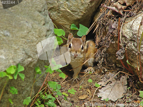 Image of Chipmunk in the garden 3