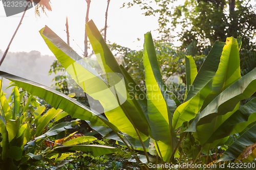 Image of green palm tree leaves outdoors