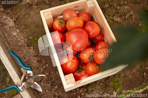 Image of red tomatoes in wooden box at summer garden