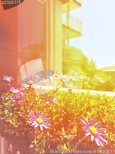 Image of Sunny balcony with blooming daisies