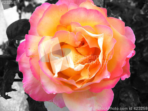 Image of Rose