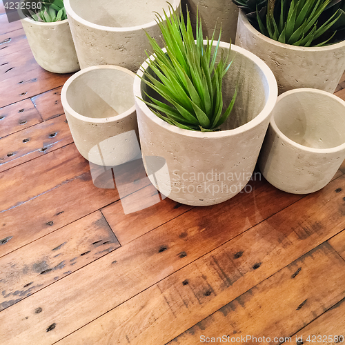 Image of Decorative plants in concrete pots on old wooden table