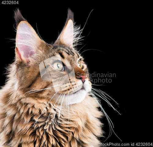 Image of Portrait of Maine Coon cat