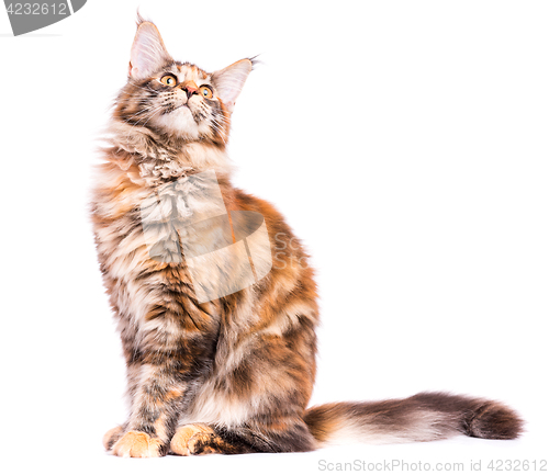 Image of Maine Coon kitten