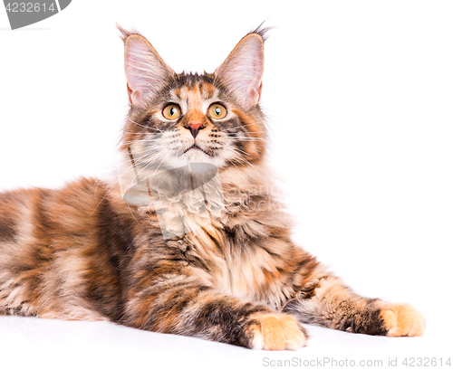 Image of Maine Coon kitten