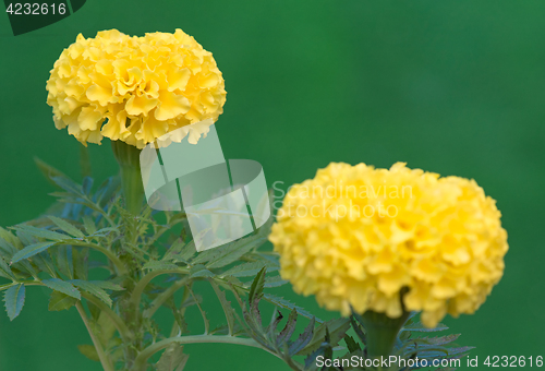 Image of Calendula plant in the garden