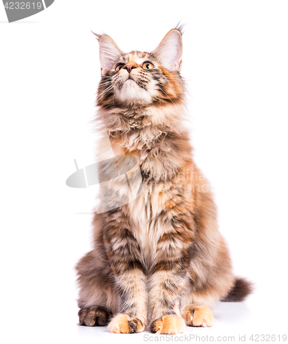 Image of Maine Coon kitten